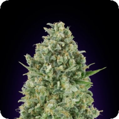 Critical Poison Feminised Cannabis Seeds