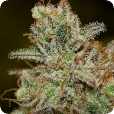 Critical  Purple  Kush  Feminised  Cannabis  Seeds