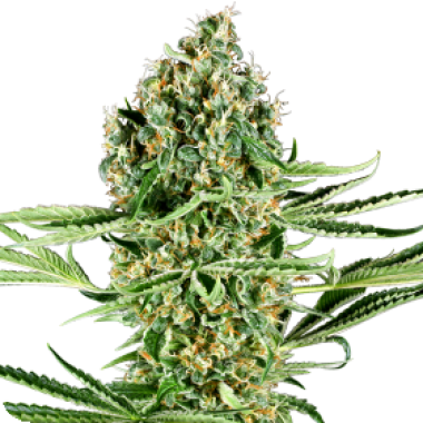 Critical  Runtz  Feminised  Cannabis  Seeds