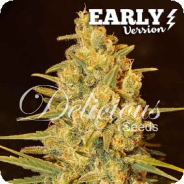 Critical  Sensi  Star  Early  Version  Feminised  Cannabis  Seeds