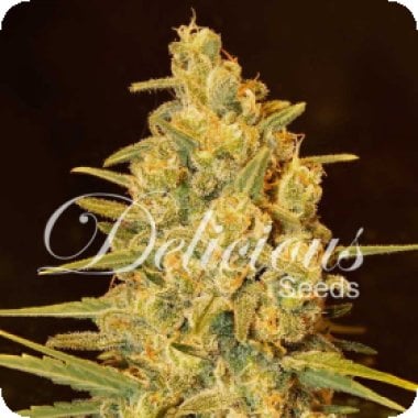 Critical  Sensi  Star  Feminised  Cannabis  Seeds