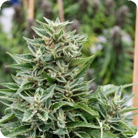 Critical  Sour  Diesel  C B D  Feminised  Cannabis  Seeds 0
