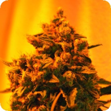 Critical  Sour  Diesel  Regular  Cannabis  Seeds 0