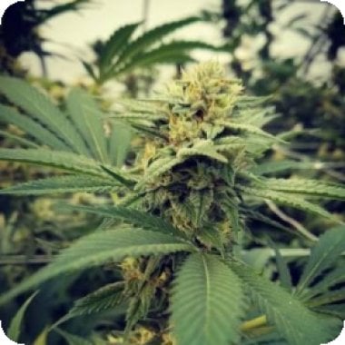 Critical  Sour  Feminised  Cannabis  Seeds