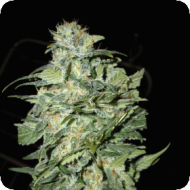 Crop  Circle  Auto  Flowering  Cannabis  Seeds