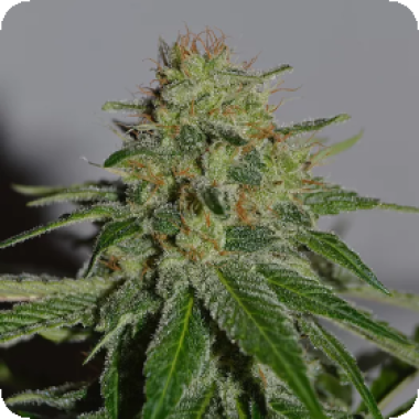 Crop  Doctor  Feminised  Cannabis  Seeds