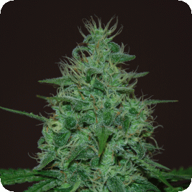 Cropical  Fruit  Auto  Flowering  Cannabis  Seeds