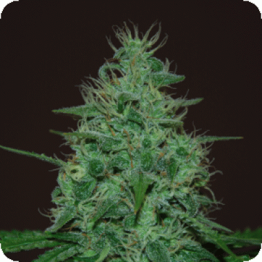 Cropical Fruit Auto Flowering Cannabis Seeds