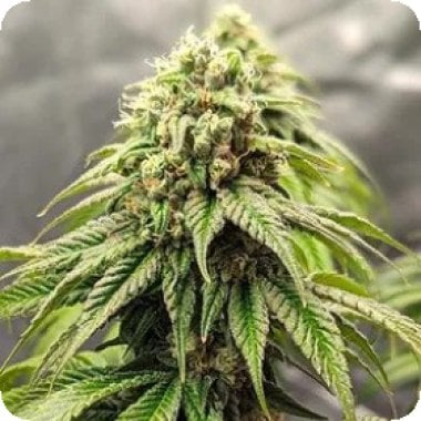 Crypto  Cake  Feminised  Cannabis  Seeds