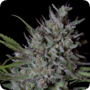 Crystal  Runtz  Feminised  Cannabis  Seeds 0
