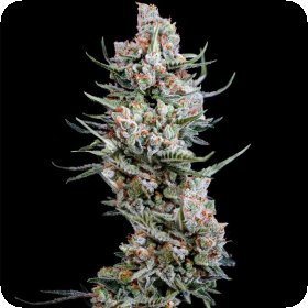 Crystal  White  Feminised  Cannabis  Seeds 0