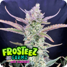 Cup  Cakez  Auto  Flowering  Cannabis  Seeds 0