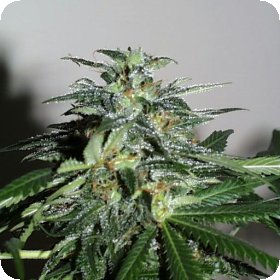 Cyber  Cristal  Regular  Cannabis  Seeds 0