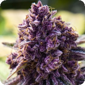 Dankberry  Feminised  Cannabis  Seeds