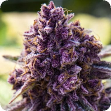 Dankberry  Feminised  Cannabis  Seeds