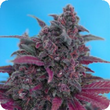 Dark  Devil  Auto  Feminised  Cannabis  Seeds