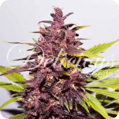 Dark  Purple  Auto  Flowering  Cannabis  Seeds