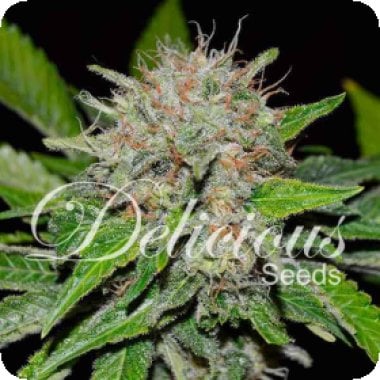 Deep  Mandarine  Feminised  Cannabis  Seeds