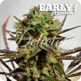 Delicious  Candy  Early  V  Feminised  Cannabis  Seeds