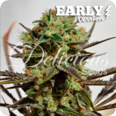 Delicious Candy Early V Feminised Cannabis Seeds