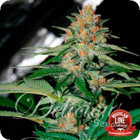 Delicious  Candy  Regular  Cannabis  Seeds