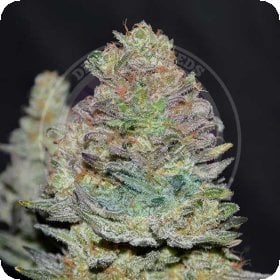 Delicious  Cookies  Auto  Flowering  Cannabis  Seeds 0