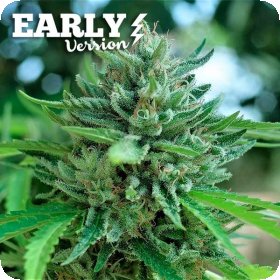 Delicious  Cookies  Early  Version  Feminised  Cannabis  Seeds