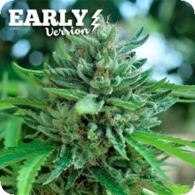 Delicious Cookies Early Version Feminised Cannabis Seeds