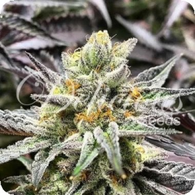 Delicious  Cookies  Feminised  Cannabis  Seeds