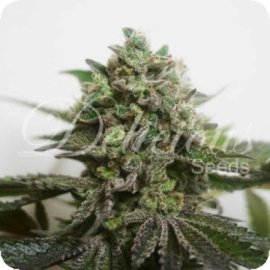 Delimed  C B D  Plus  Feminised  Cannabis  Seeds