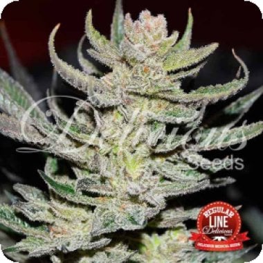 Desconocida  Kush  Regular  Cannabis  Seeds 0