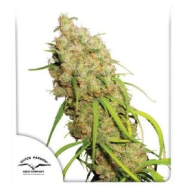 Desfran  Feminised  Cannabis  Seeds