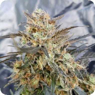 Dieselicious 20 Feminised 20 Cannabis  Seeds