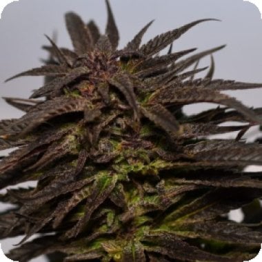 Do Si Dos  Feminised  Cannabis  Seeds 0