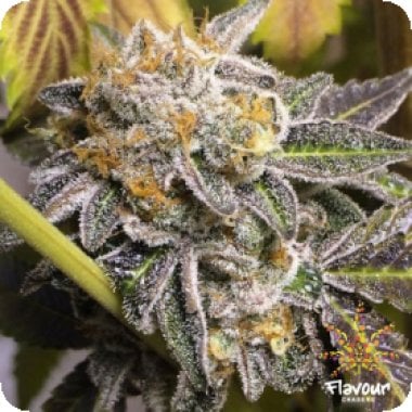 Do Si Dos Feminised Cannabis Seeds 1