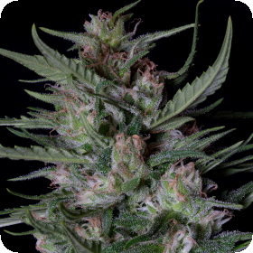Dogstar  Dawg  Auto  Flowering  Cannabis  Seeds 0