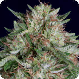Don  A K  Auto  Flowering  Cannabis  Seeds