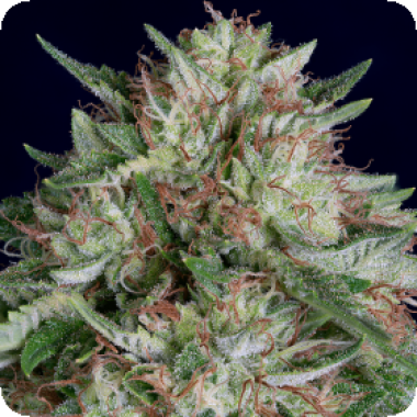 Don  A K  Auto  Flowering  Cannabis  Seeds