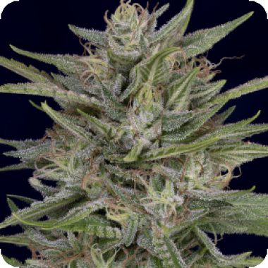 Don  A K  Feminised  Cannabis  Seeds 0