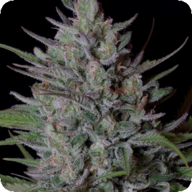 Don  Biscotti  Feminised  Cannabis  Seeds 0