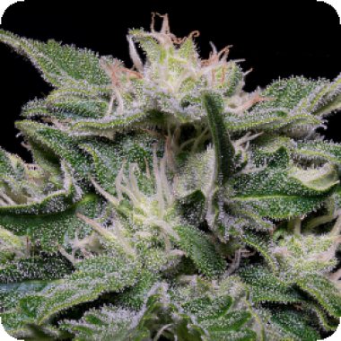 Don  Blueberry  Auto  Flowering  Cannabis  Seeds 0