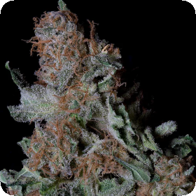 Don  Blueberry  Cookies  Feminised  Cannabis  Seeds 0