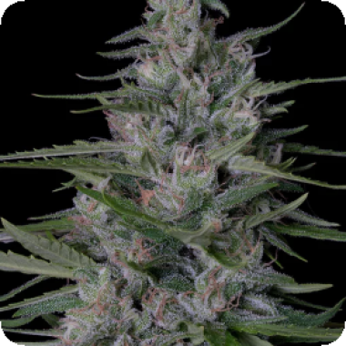 Don  Bruce  Banner  Feminised  Cannabis  Seeds 0