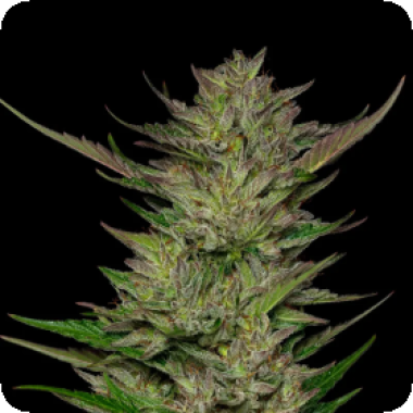 Don  Carlos  Feminised  Cannabis  Seeds 0