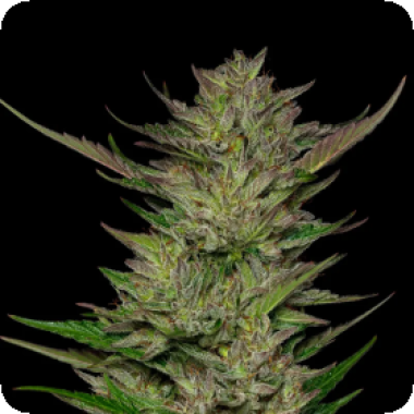 Don  Carlos  Regular  Cannabis  Seeds 0