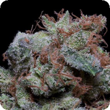 Don  Cherrypie  Feminised  Cannabis  Seeds 0