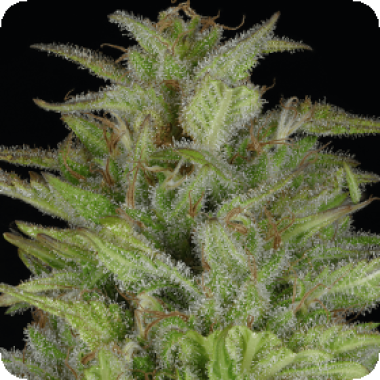 Don  Gelato  Auto  Flowering  Cannabis  Seeds 0