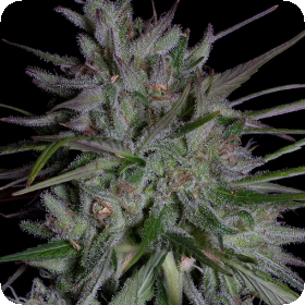 Don  Girl  Scout  Cookies  Feminised  Cannabis  Seeds 0