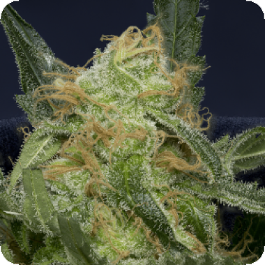 Don  Gorilla  Glue  Auto  Flowering  Cannabis  Seeds 0