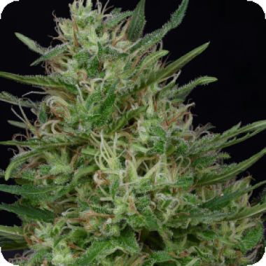 Don  Green  Crack  Feminised  Cannabis  Seeds 0